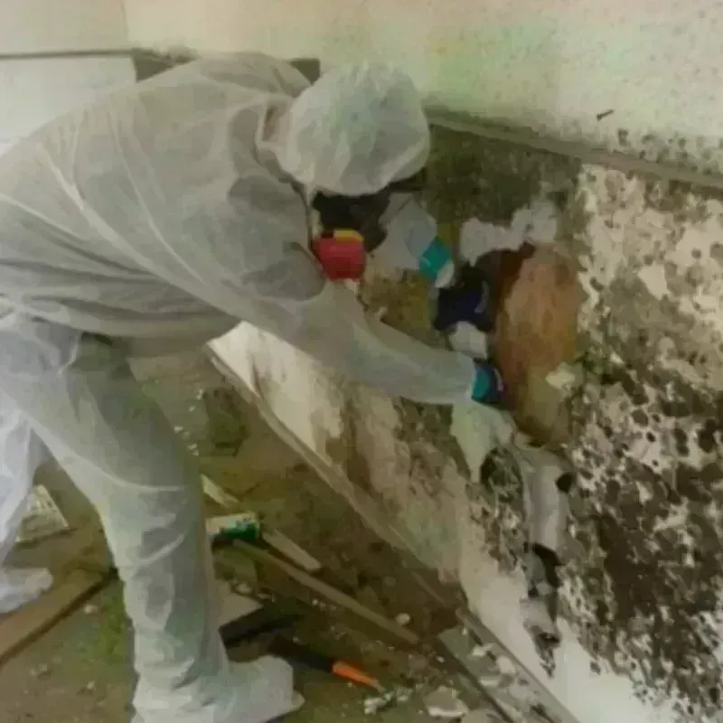 Mold Remediation and Removal in Anthony, KS